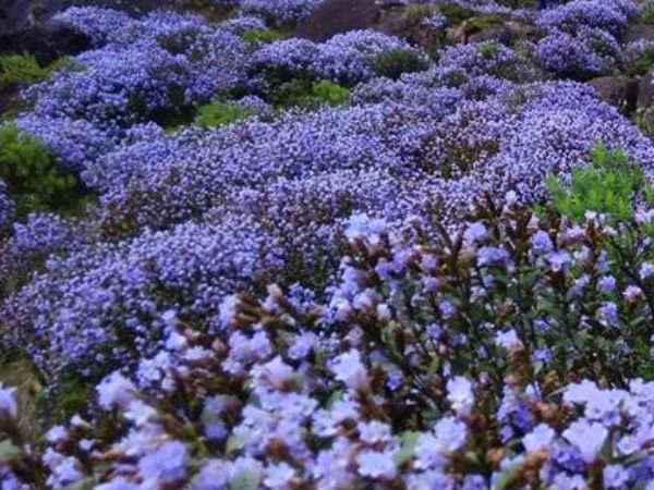 குறிஞ்சி பூக்கள் 