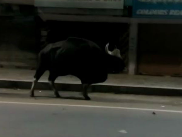 புற்களை சாப்பிட்டது 