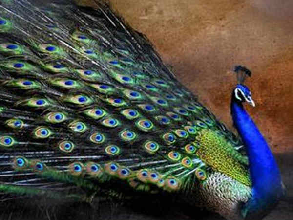 25 மயில்கள் இறப்பு 