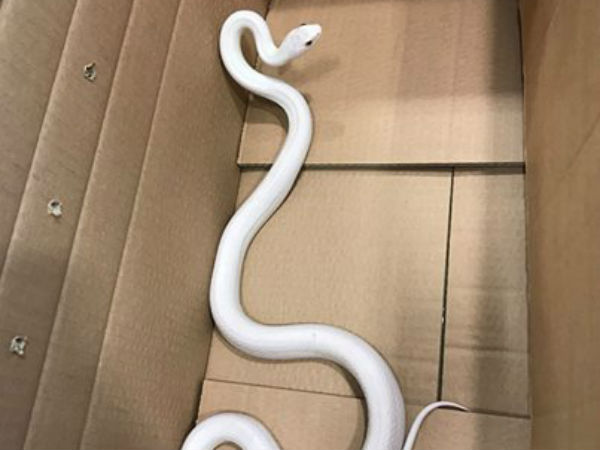 பாவம் பாம்பு... 