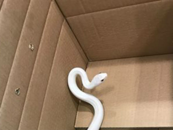 காத்து வேணும் இல்லை?, 