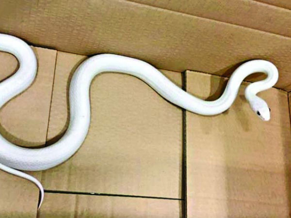 அல்பினோ பாம்பு 