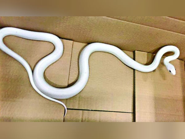 6 அடி நீளம் 