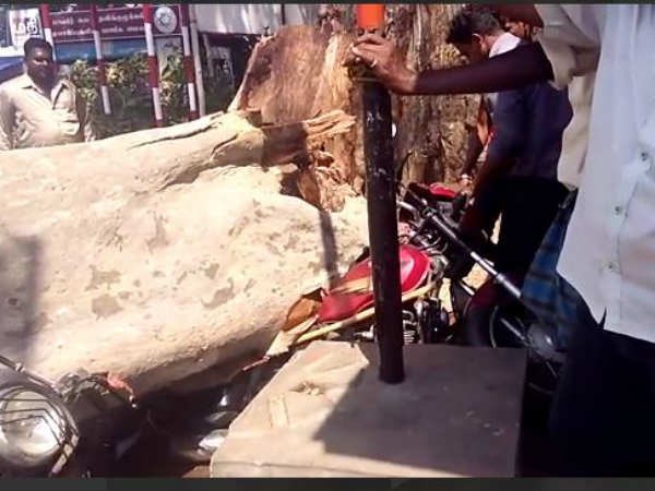 Tree falls in front of Papanasam temple 