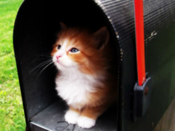 ஜப்பானில் பூனைகள் 