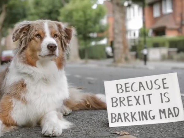 நாய்களின் ஓனர்கள் நாய்களின் ஓனர்கள்