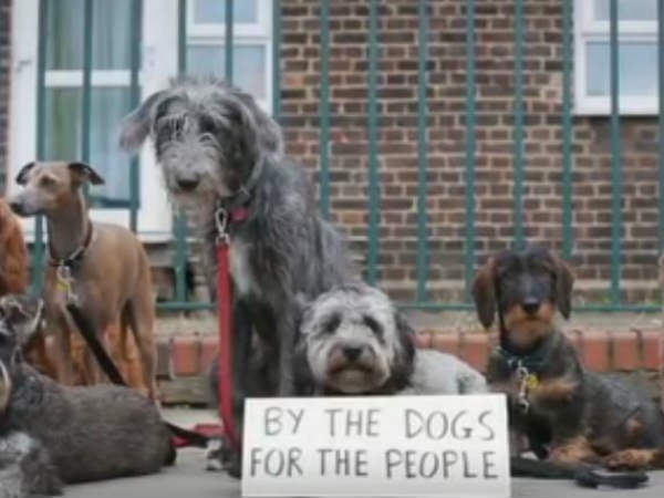 நாய்கள் பேரணி நாய்கள் பேரணி