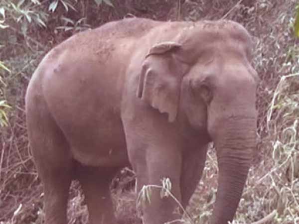 பிளிறல் சத்தம் 