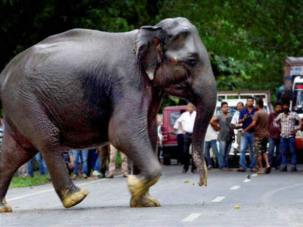 7 ஏக்கரில் வாழை 