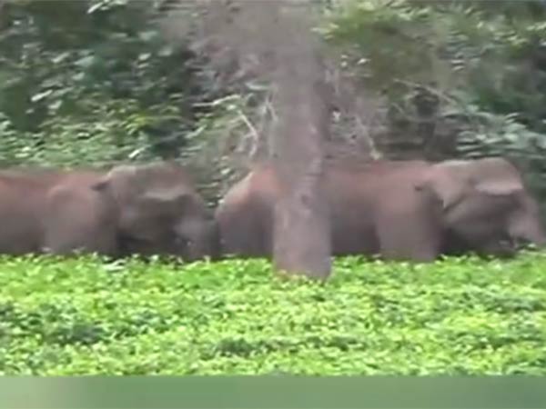 கீழே தள்ளியது 