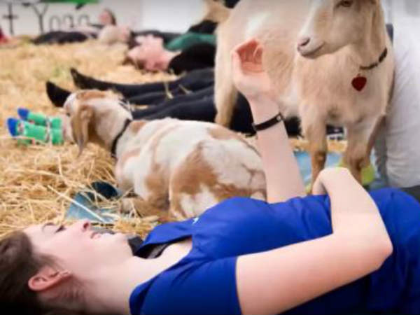  ஆட்டுப்பண்ணைகள்