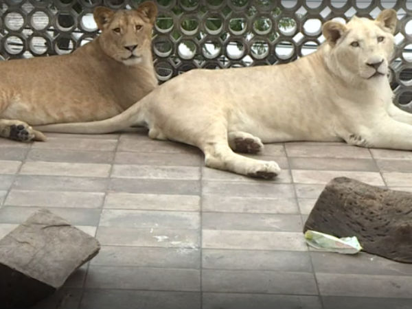  தாங்க முடியாத கர்ஜனை 