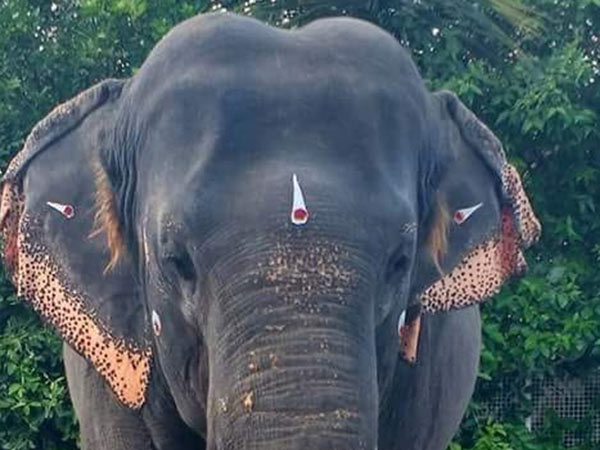 49 வயதான சுமதி 49 வயதான சுமதி