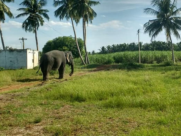 ஏராளமான ஃபாலோயர்ஸ் ஏராளமான ஃபாலோயர்ஸ்