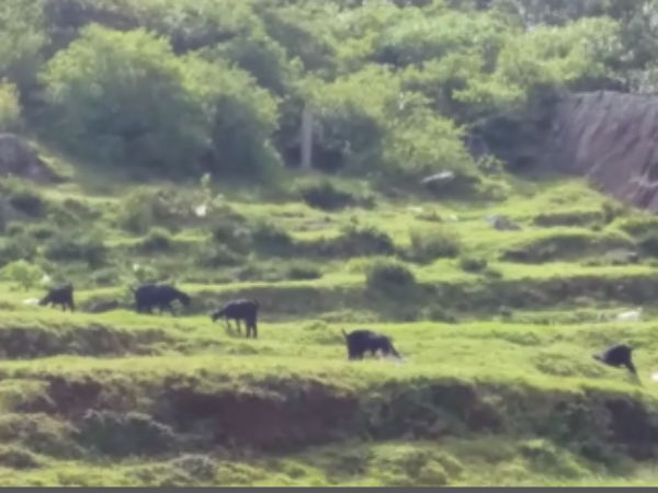 கால்நடைகள் வேட்டை 