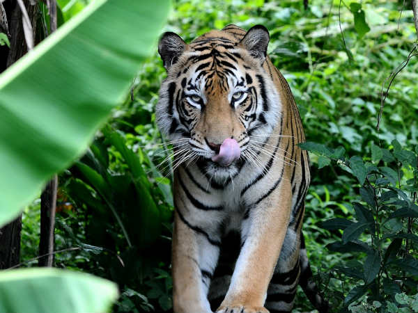 திப்பேஸ்வர் 