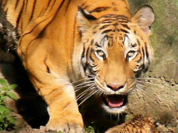 மிருகங்களின் எல்லை 