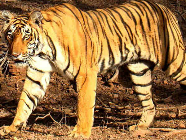 அவனியின் அடையாளம் 