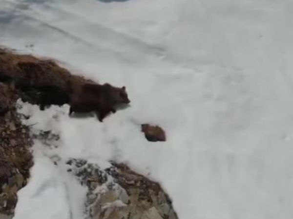 குட்டியை பார்க்கும் தாய் குட்டியை பார்க்கும் தாய்