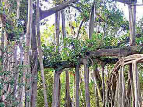  அன்பு வவ்வால்கள்