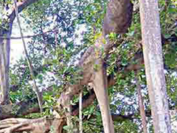  இறந்து கிடந்தன