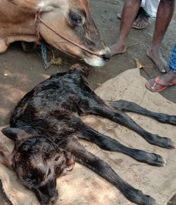 Calf born with 2 head and 4 eyes near Vizhupuram Dist., 