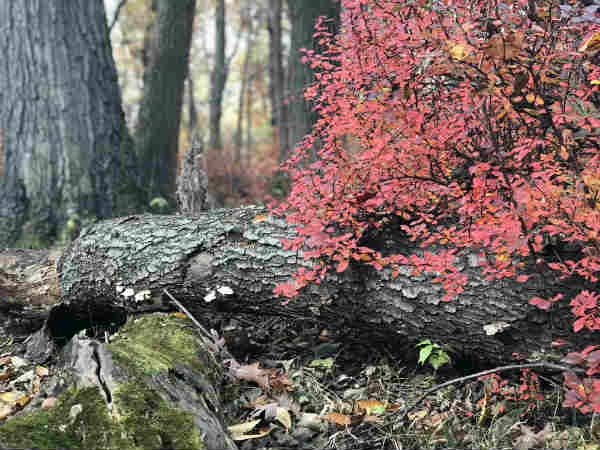 அழகிய நிறங்கள் 