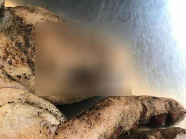 மனித மிருகங்கள் மனித மிருகங்கள்