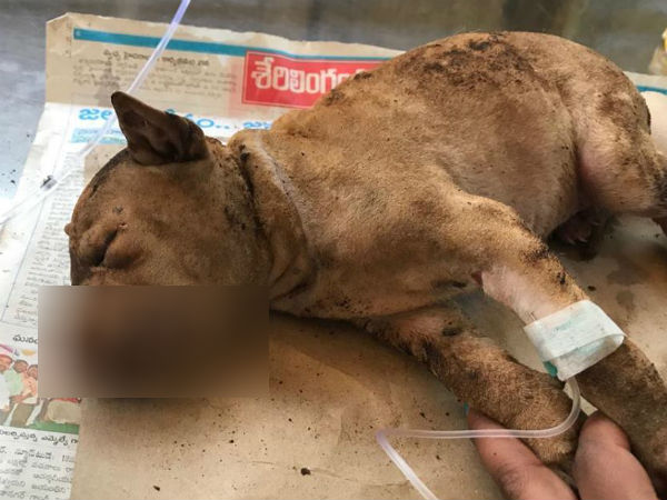 போராடிய குட்டி போராடிய குட்டி