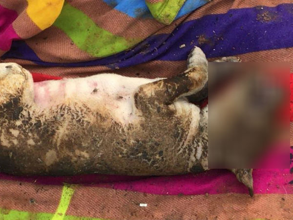 தாய் நாய் கதறியது தாய் நாய் கதறியது