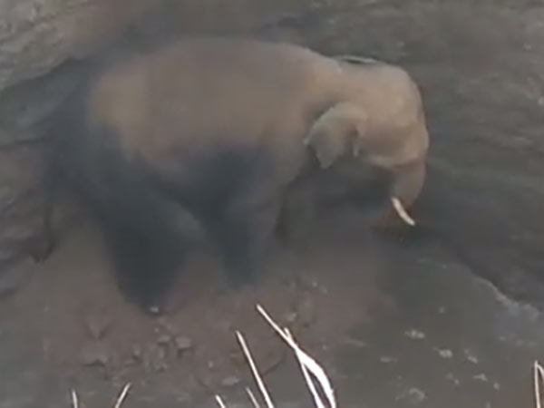 Elephant rescued from well near Hosur 