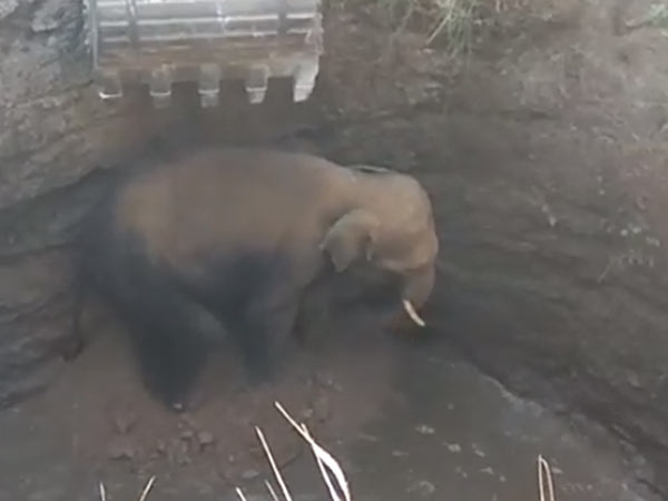 Elephant rescued from well near Hosur 