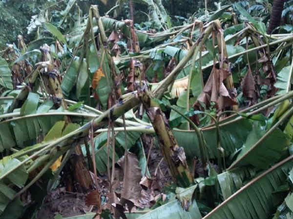 இளநீர் தருகிறார்கள் 
