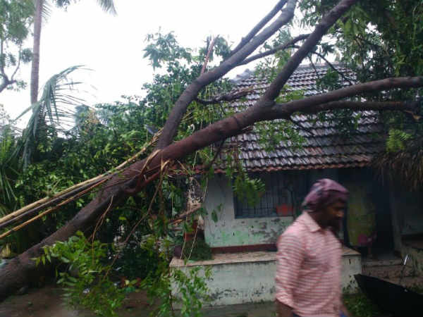 Rs. 10 thousand crores affected for Tamilnadu in Gaja cyclone, says Tamilnadu government Rs. 10 thousand crores affected for Tamilnadu in Gaja cyclone, says Tamilnadu government