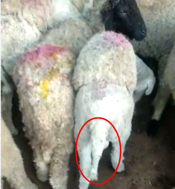 நீளமான வால் 