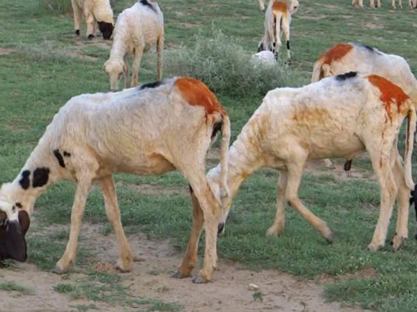 விலையும் குறைவு 