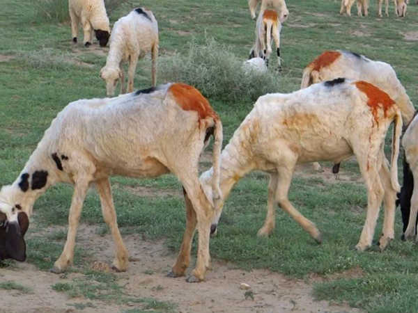 வெள்ளாடுகள் 