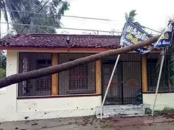 தென்னை மரம் 