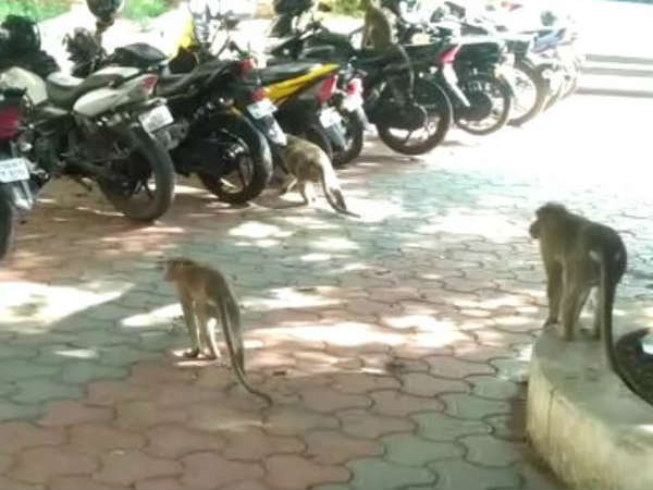 Monkeys entered into coimbatore collector office yesterday 