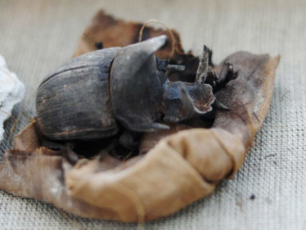 தேனீக்கள் இருந்தது 