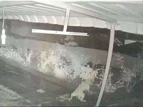 குரைத்தே விரட்டியது 