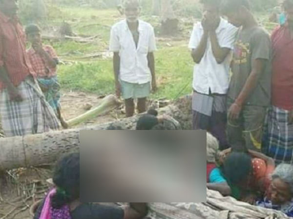  நெஞ்சில் சாய்ந்த தென்னை 