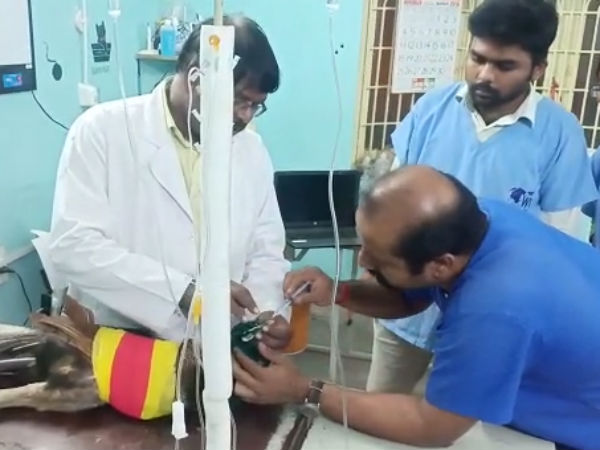 மயிலுக்கு சாப்பாடு 