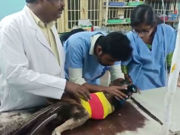 பறக்க முடியவில்லை 