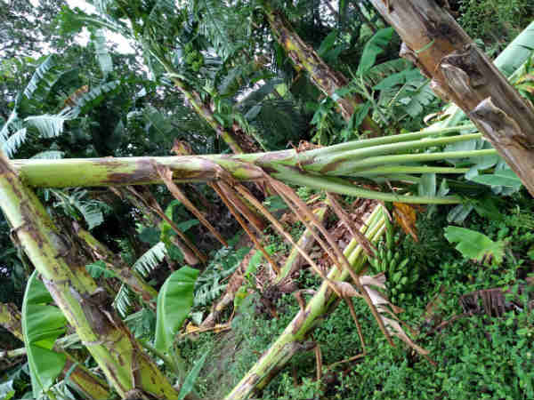 பேச கூடவில்லை 