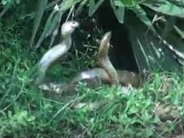 இனப்பெருக்கம் 