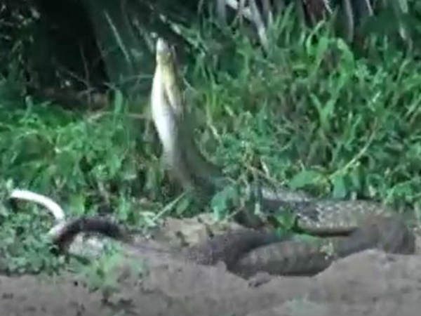 மும்முர நடனம் 