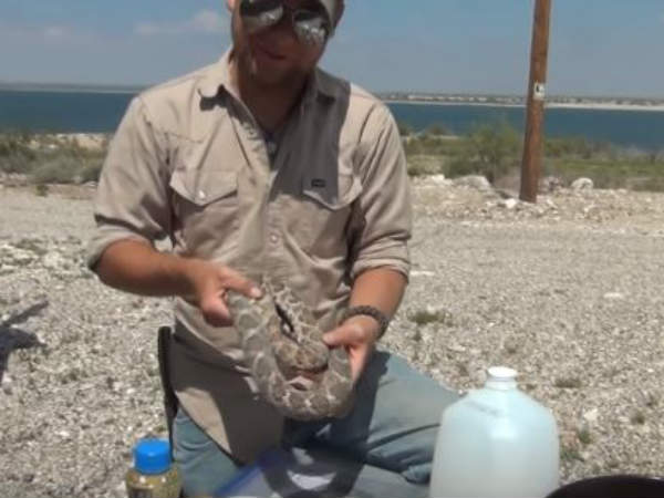 பாம்பு முட்டைகள் 