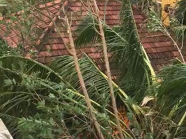  தென்னை, வாழை பாதிப்பு