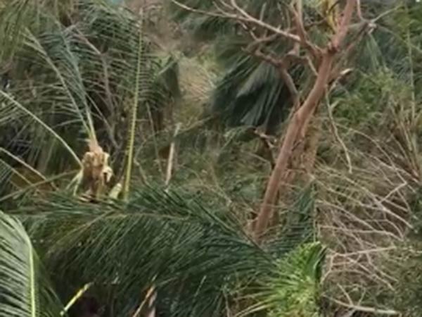  ஆயிரக்கணக்கான மரங்கள்